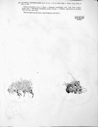 Cladonia vermicularis image